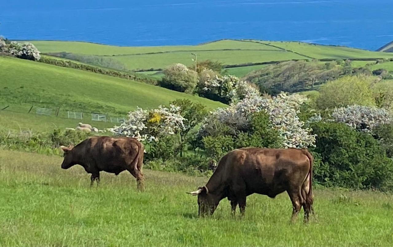 Polrunny Farm Seaberry Cottage With A Sea View And Log Burner Boscastle Esterno foto